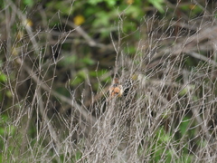 Cistothorus platensis