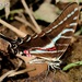 Dark Kite-Swallowtail - Photo (c) Antonio Robles, some rights reserved (CC BY-NC-SA), uploaded by Antonio Robles