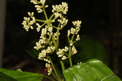 Miconia brigittei