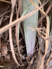 Andropogon virginicus