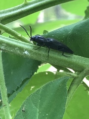 Parallelostethus attenuatus