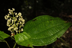 Miconia brigittei