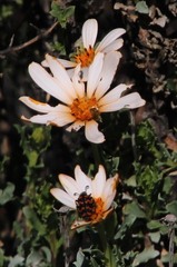 Mimesthes maculicollis