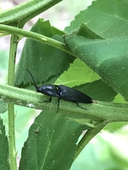 Parallelostethus attenuatus