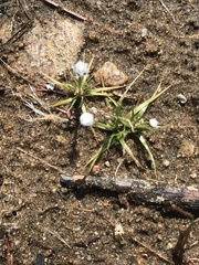Eriocaulon aquaticum