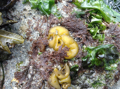 Leathesia marina