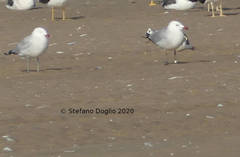 Ichthyaetus audouinii