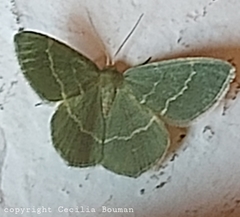Chlorissa viridata