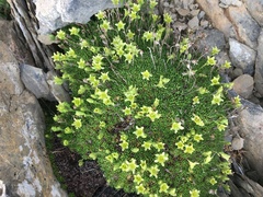 Cherleria sedoides