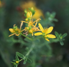 Hypericum perforatum