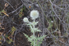 Echinops sphaerocephalus albidus