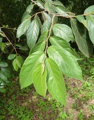 Antidesma venosum