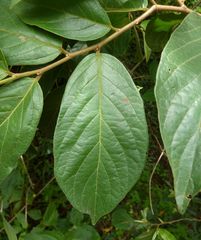 Antidesma venosum