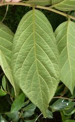 Antidesma venosum