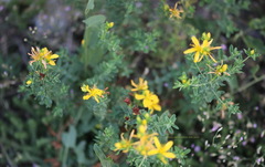Hypericum perforatum