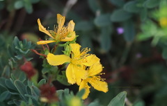 Hypericum perforatum