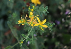 Hypericum perforatum