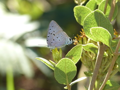 Pseudolycaena marsyas