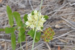 Asclepias curtissii image