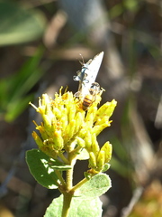 Pseudolycaena marsyas