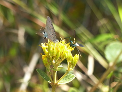 Pseudolycaena marsyas