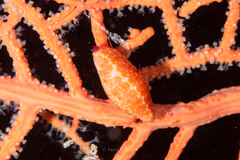 Simnia spelta