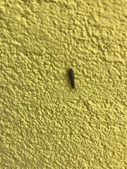 Lepisma
