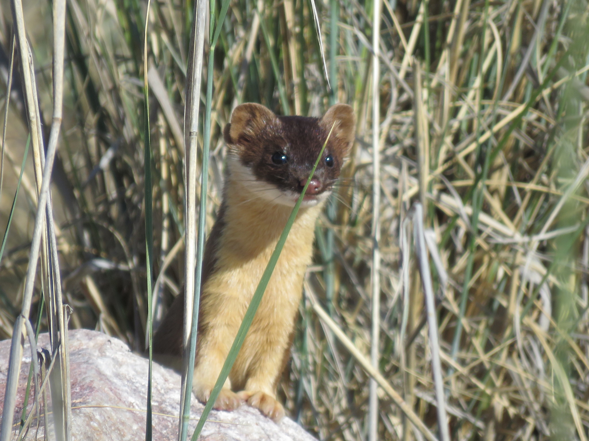 Long-tailed Weasel (Mustela frenata) · iNaturalist