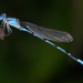 Azulilla de Arroyo de Barret - Photo (c) Benjamin Schwartz, algunos derechos reservados (CC BY-NC), subido por Benjamin Schwartz