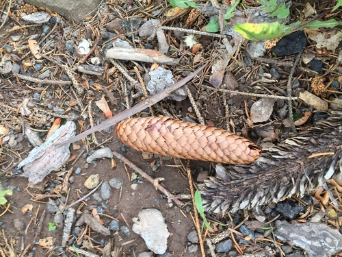 photo of Spruces (Picea)