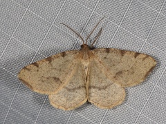Macaria occiduaria