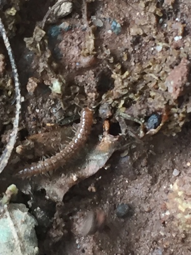 photo of Myriapods (Myriapoda)