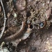 photo of Myriapods (Myriapoda)