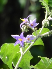 Solanum tricuspidatum