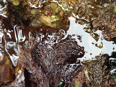 Odonthalia floccosa