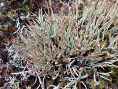 Cladonia maxima