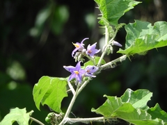 Solanum tricuspidatum