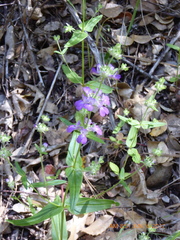 Collinsia concolor
