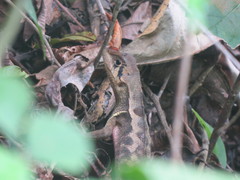 Stenocercus erythrogaster