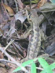 Stenocercus erythrogaster