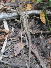 Stenocercus erythrogaster