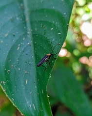 Chauliognathus hickeri