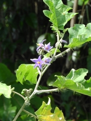 Solanum tricuspidatum