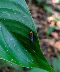 Chauliognathus hickeri
