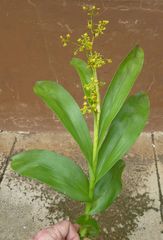 Polystachya puberula