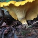 Midwestern Yellow Chanterelle - Photo (c) Daniel Folds, some rights reserved (CC BY-NC), uploaded by Daniel Folds