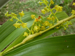 Polystachya puberula