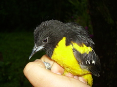 Icterus maculialatus
