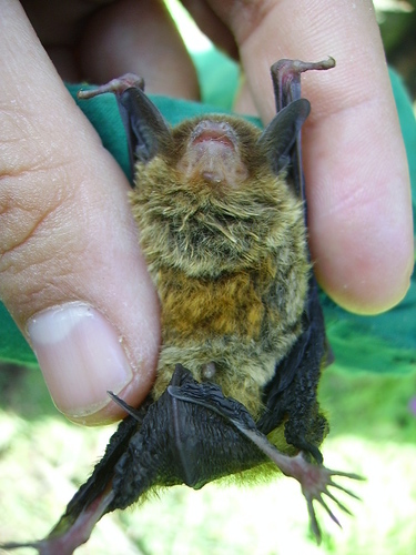 Black-winged Little Yellow Bat (Rhogeessa tumida)