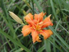 Hemerocallis fulva kwanso